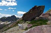Alla scoperta dei Laghi alta Val Sanguigno tra Monte Pradella e Pizzo Salina il 25 luglio 2010 - FOTOGALLERY